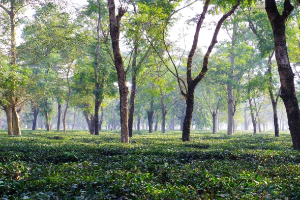 ディブルーガル2