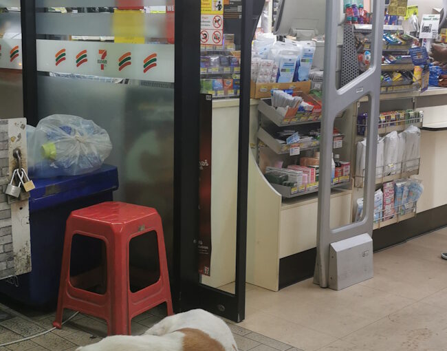 コンビニ犬