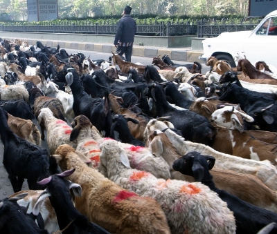 コールカーター　チョウリンギーの放牧