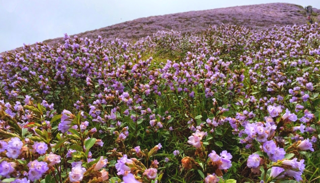 12年に一度咲き誇る花 ニーラクリンジー