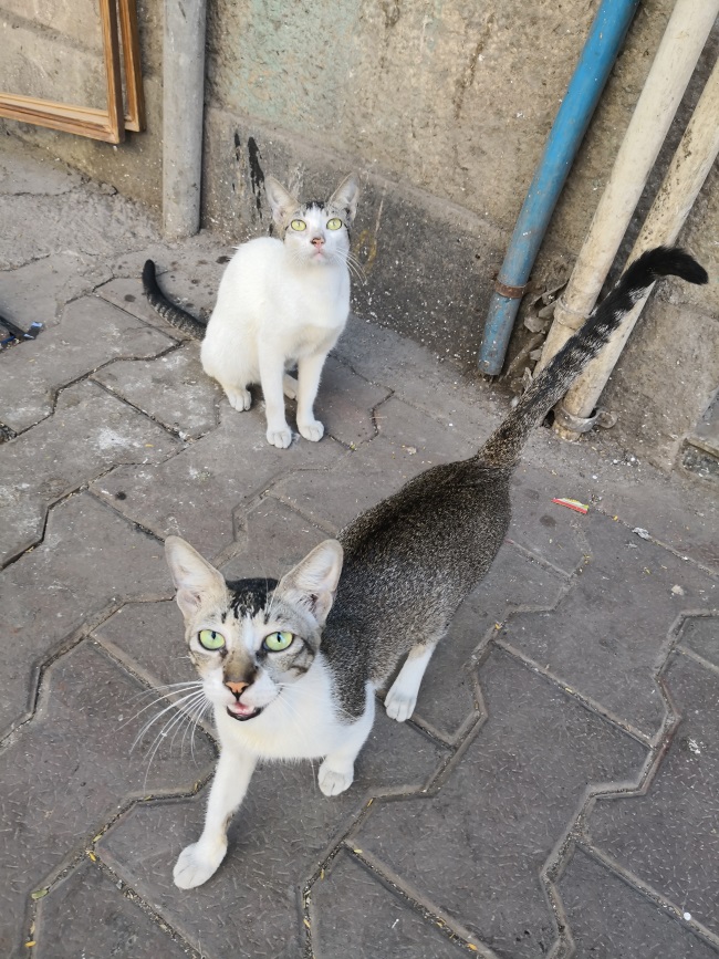 ムンバイ猫あるき