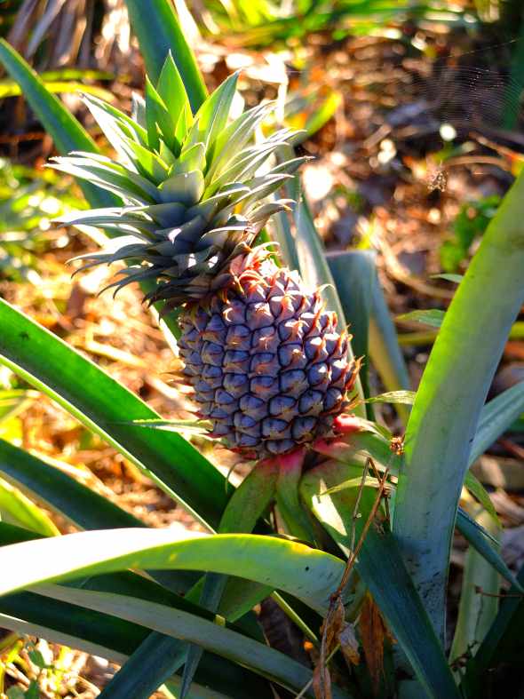 ナガランド6 ディマープルへ