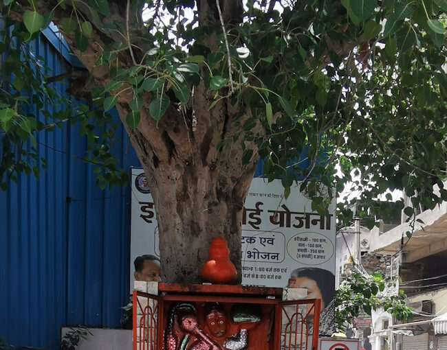 神性を帯びた木