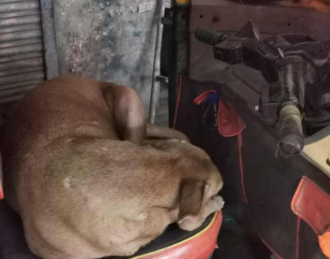 野犬もフカッとしたところで眠りたい